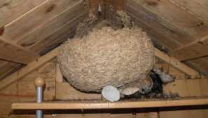 Ako sa zbaviť zväzkov na dacha popis najúčinnejších metód boja